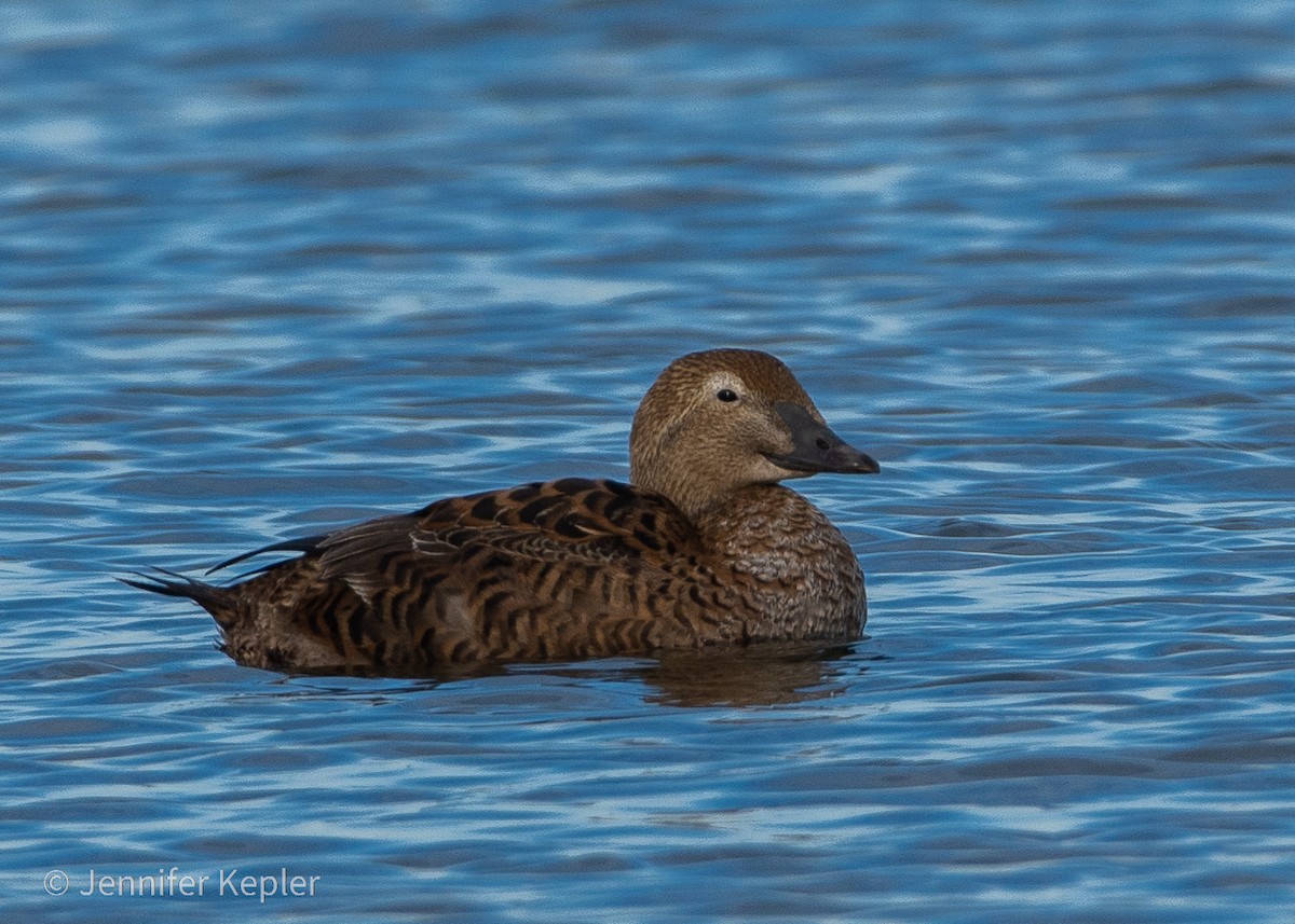 King Eider - ML305223071