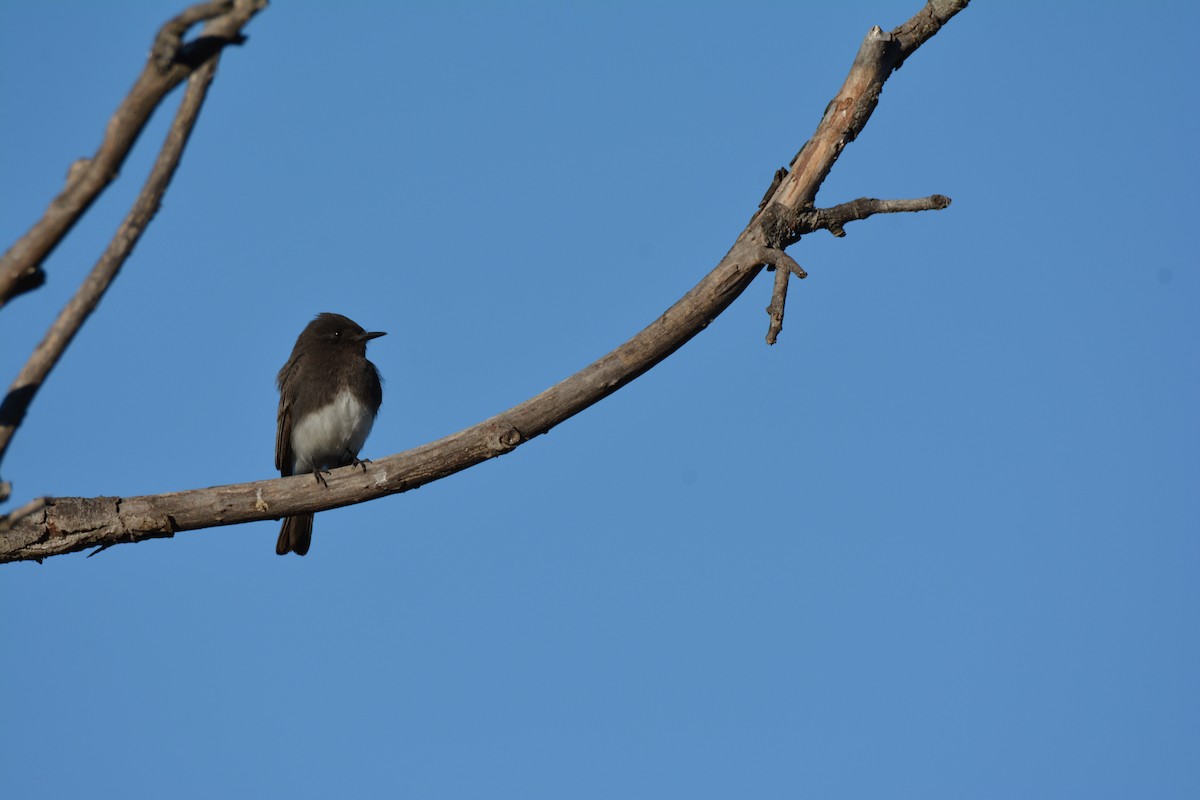 Black Phoebe - Philip Yang