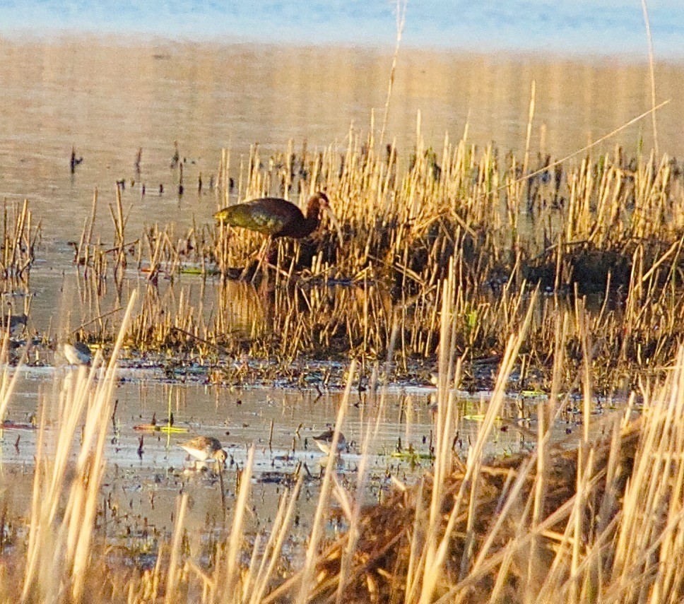 White-faced Ibis - Karl Overman