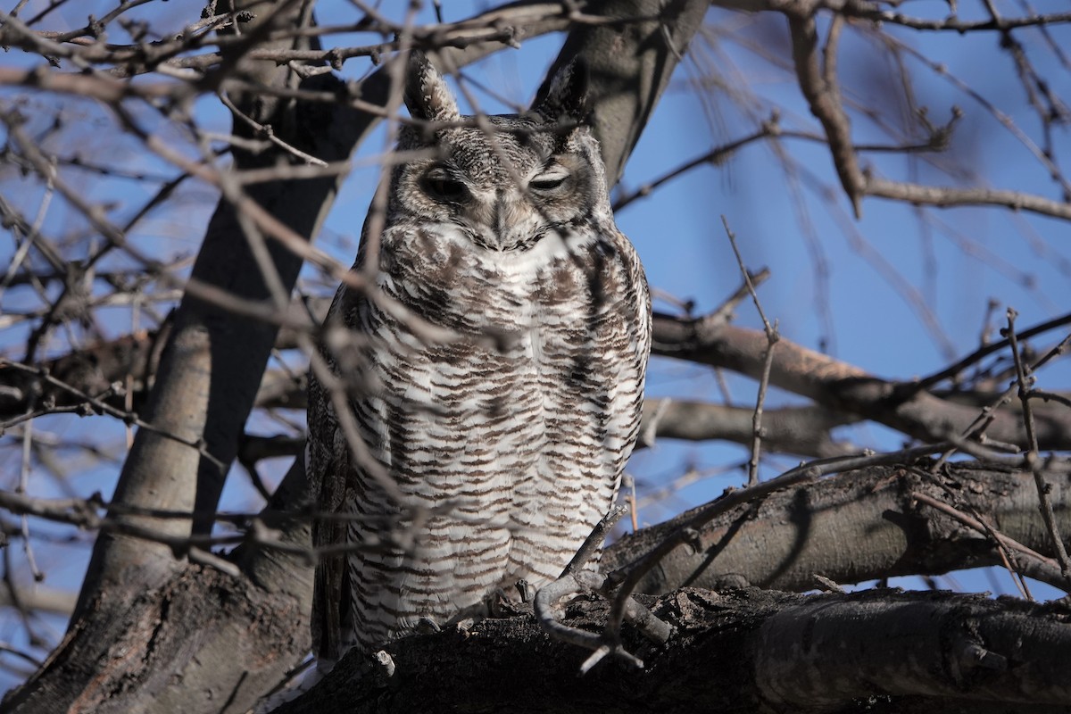 Great Horned Owl - ML305226411