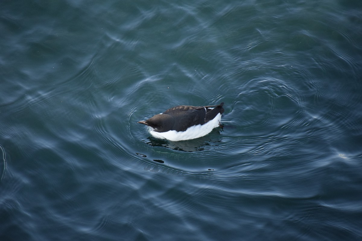 Thick-billed Murre - ML305226651