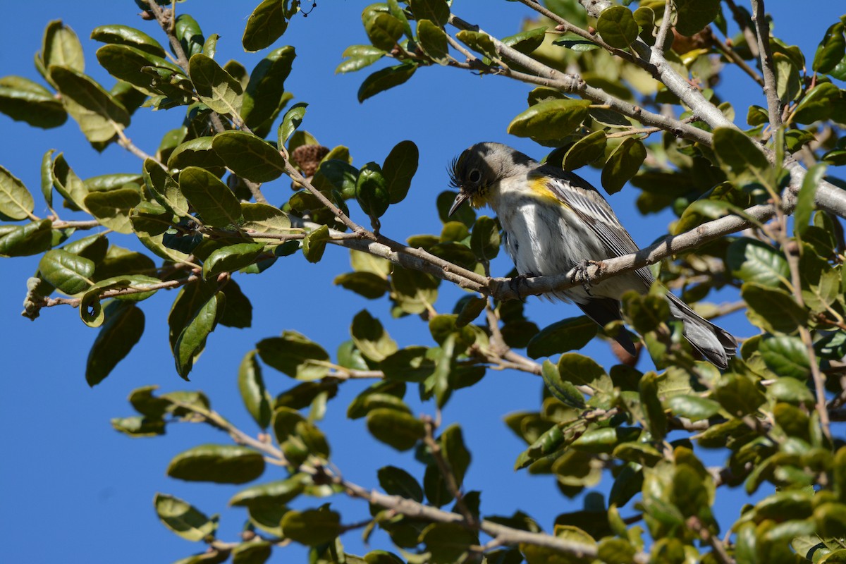 Yellow-rumped Warbler - ML305226911