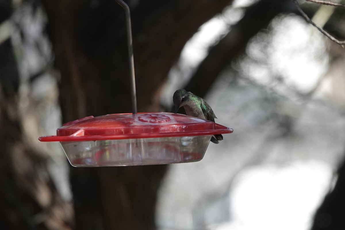 Broad-billed Hummingbird - ML305226921