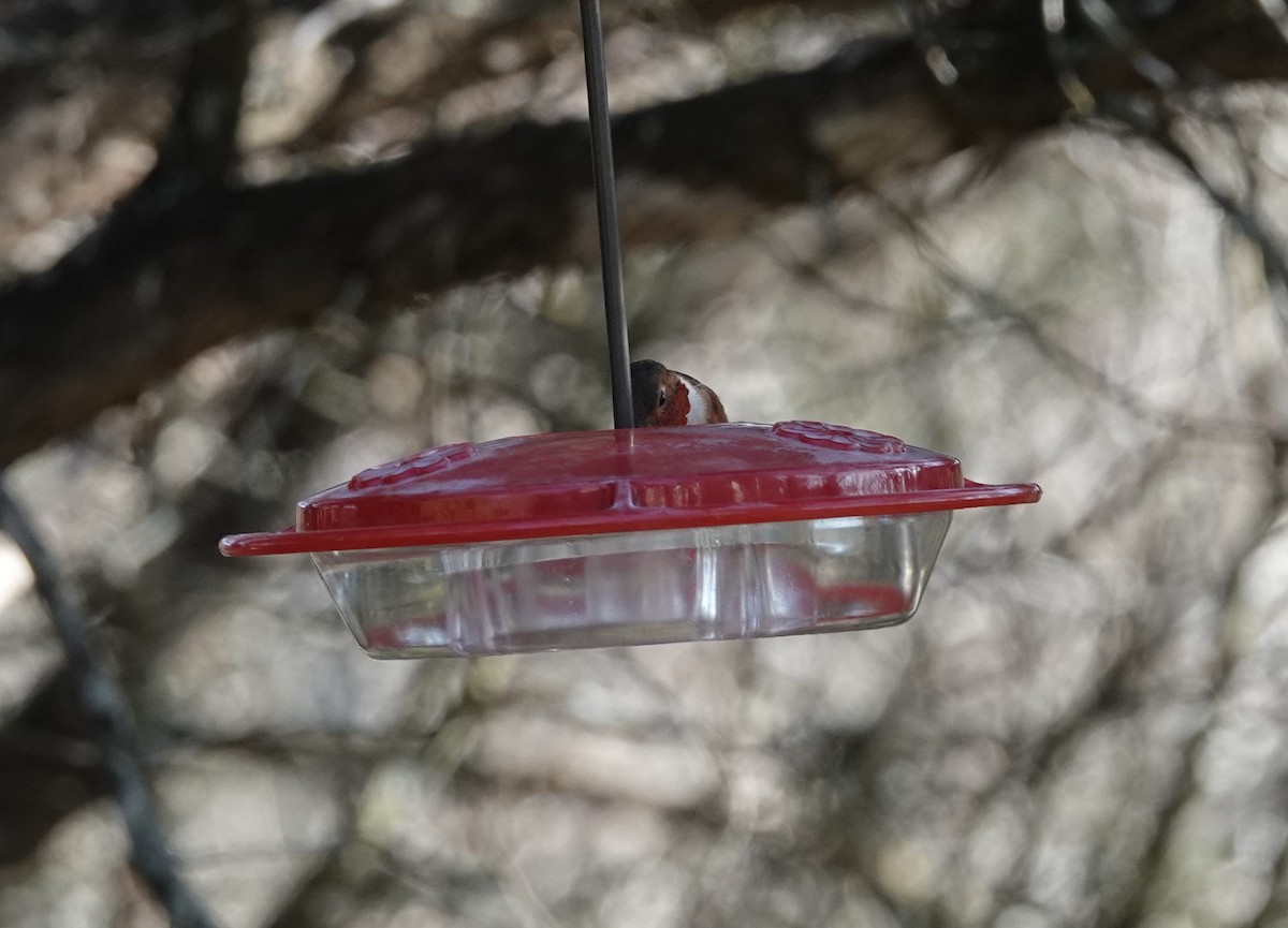 Allen's Hummingbird - ML305226981