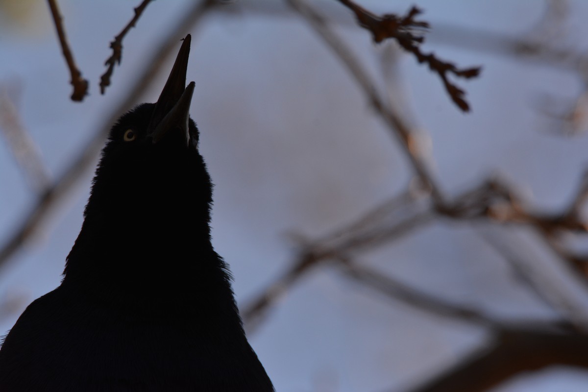 Great-tailed Grackle - Philip Yang