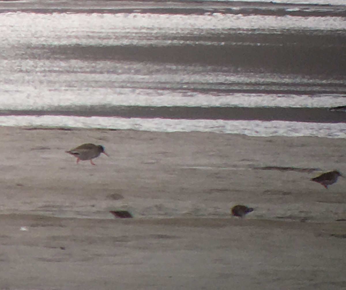 Common Redshank - ML30522721