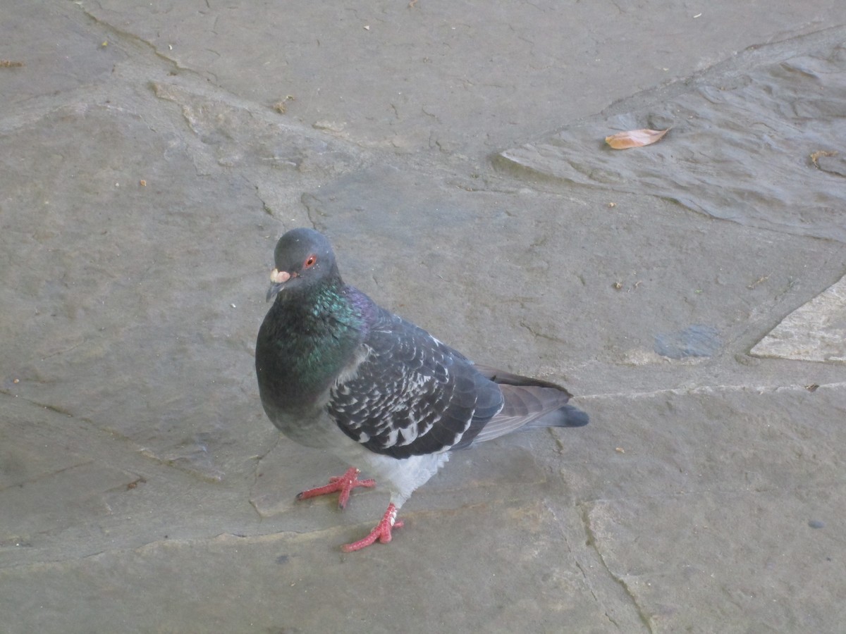Rock Pigeon (Feral Pigeon) - Phin Rouland