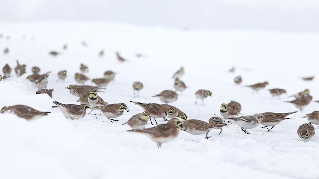 Lapland Longspur - ML305228631