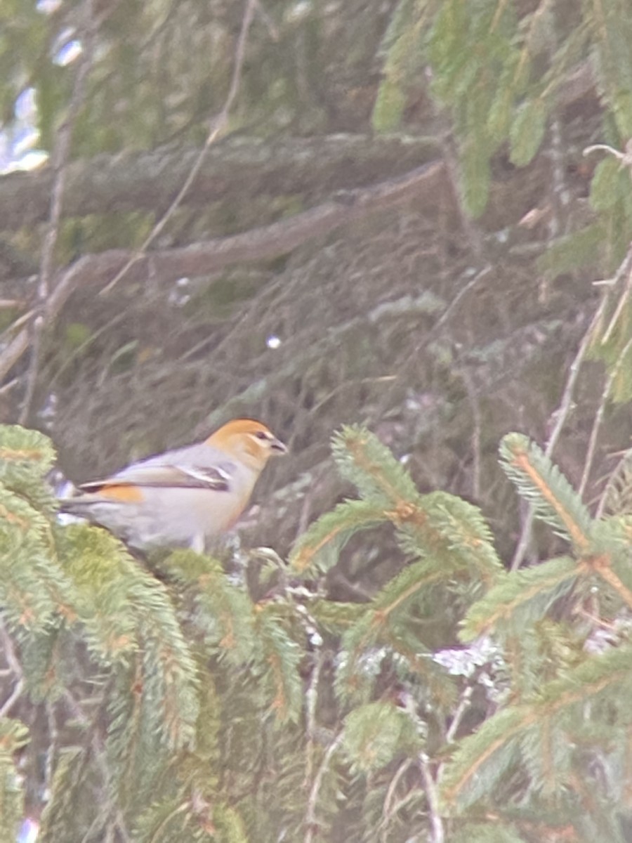 Pine Grosbeak - Megan St. Louis