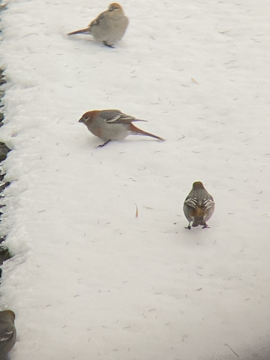 Pine Grosbeak - ML305230441