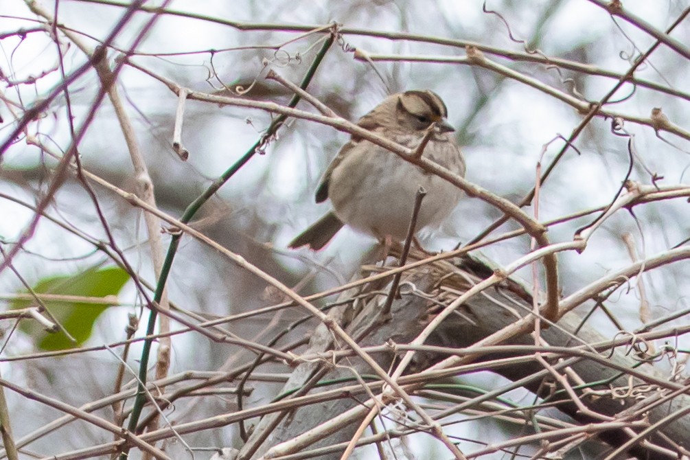 White-throated Sparrow - ML305230501