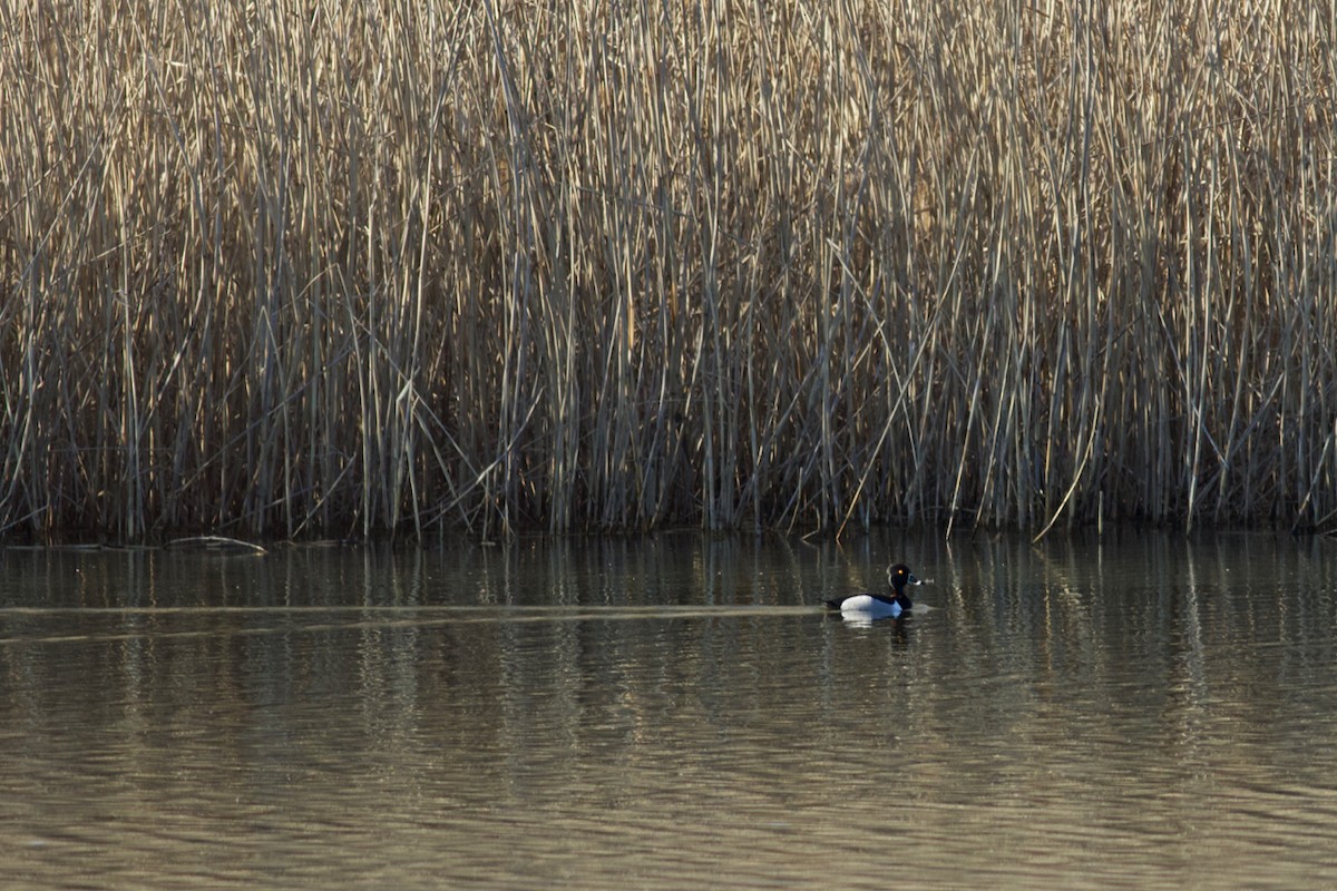 Ring-necked Duck - Brian Quindlen