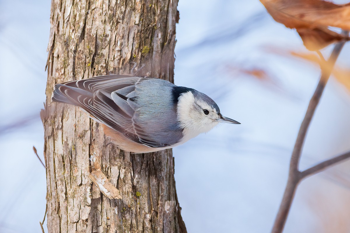 White-breasted Nuthatch - ML305231791