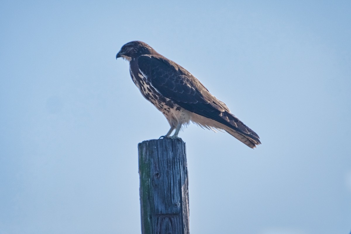 Swainson's Hawk - Madeleine Claire