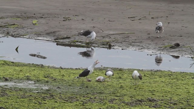 Great Black-backed Gull - ML305232871