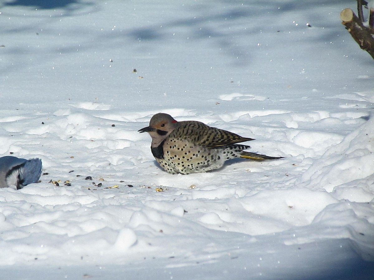 Northern Flicker - ML305234721