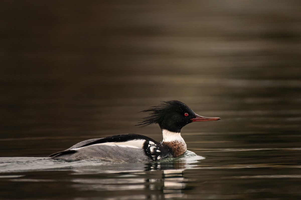 Red-breasted Merganser - ML305236541