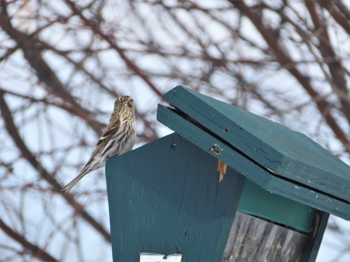 Redpoll (Common) - ML305236631