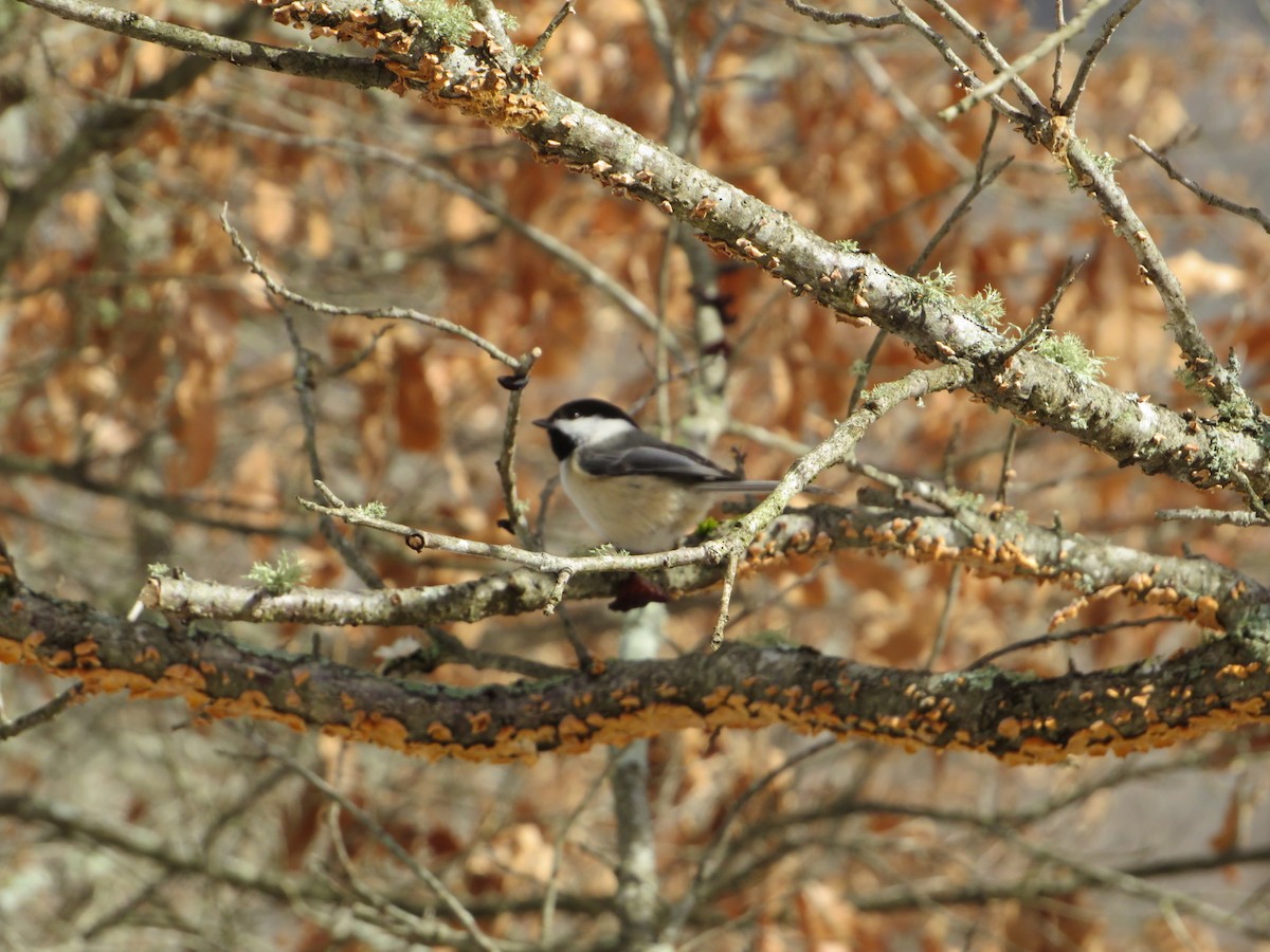 Mésange à tête noire - ML305238181