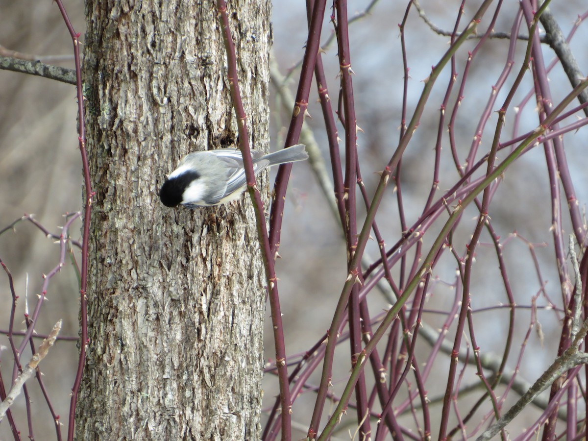 Black-capped Chickadee - ML305238221