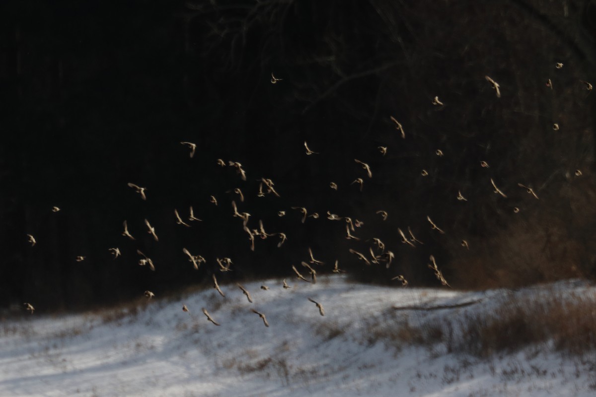 čečetka zimní (ssp. flammea/rostrata/islandica) - ML305238451