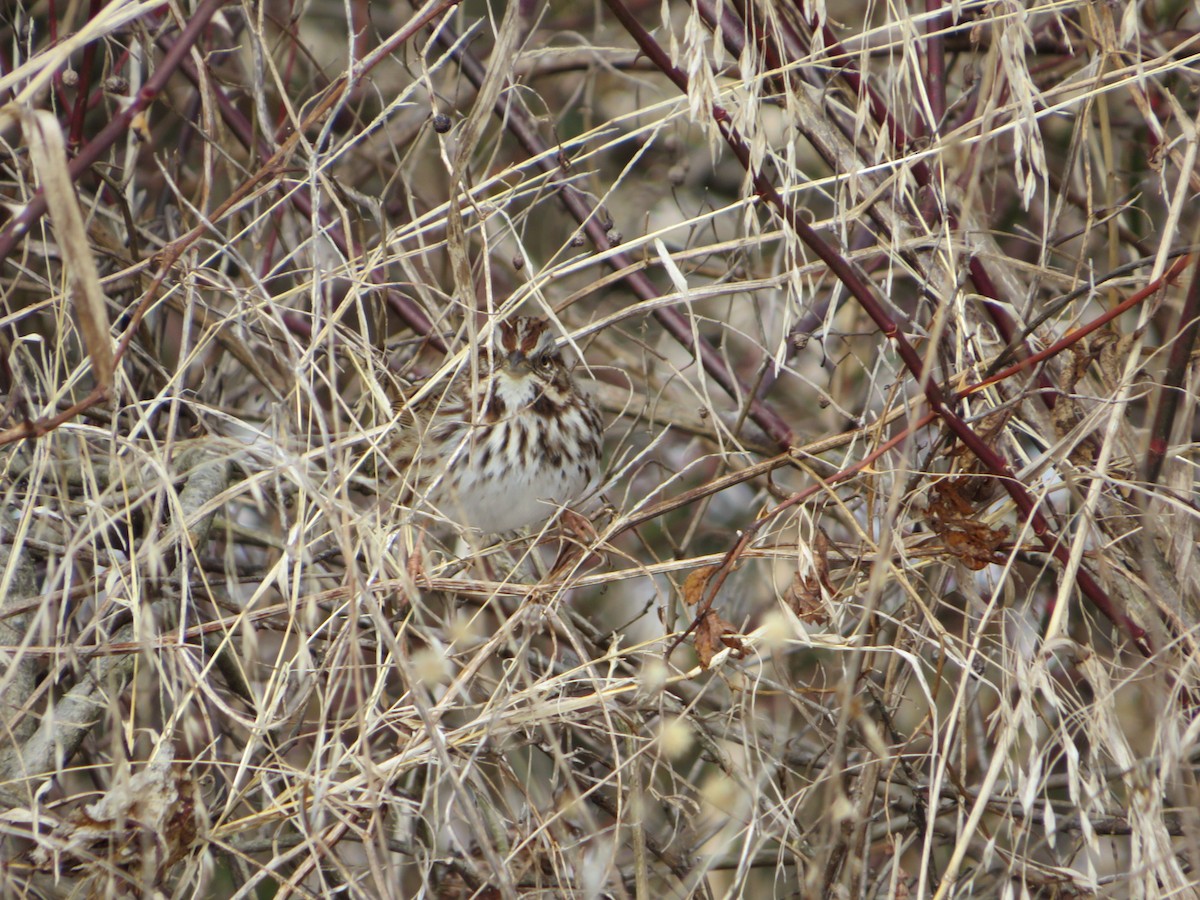 Song Sparrow - ML305238981