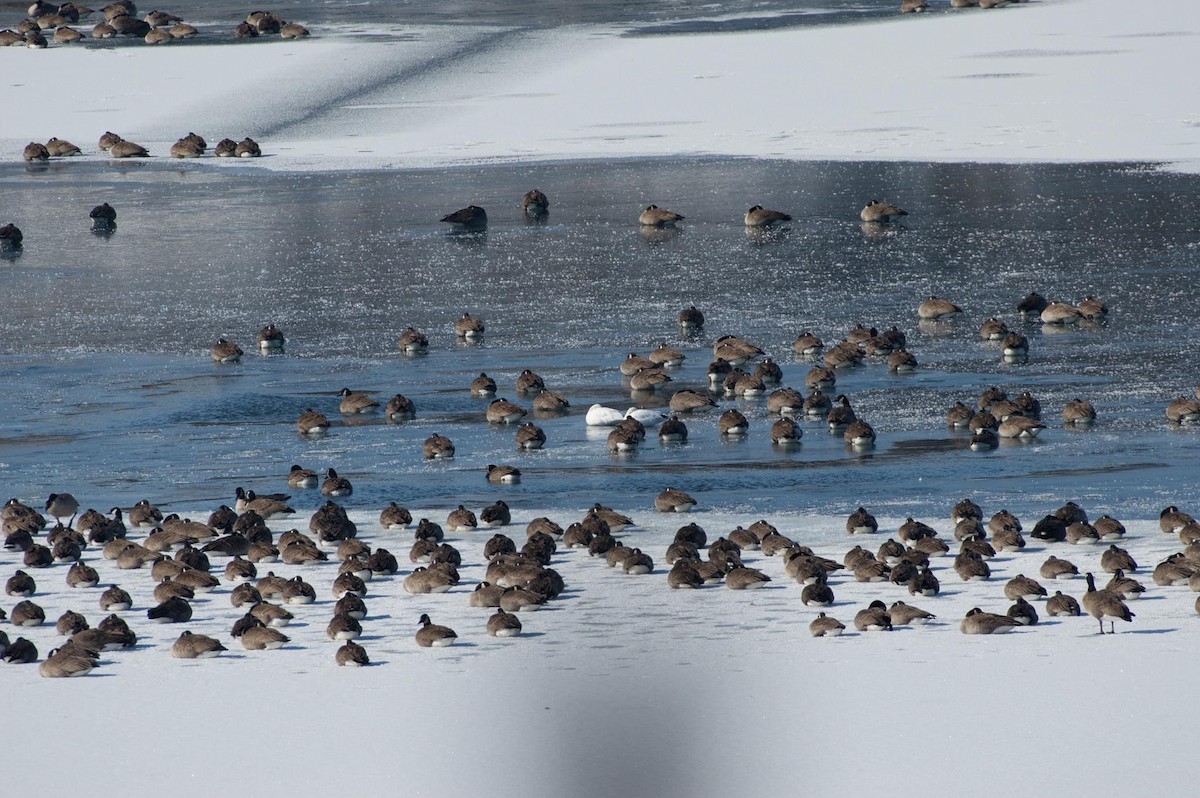 Snow Goose - ML305239211