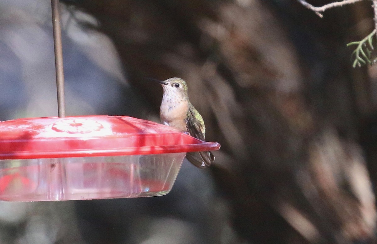 Calliope Hummingbird - ML305239561