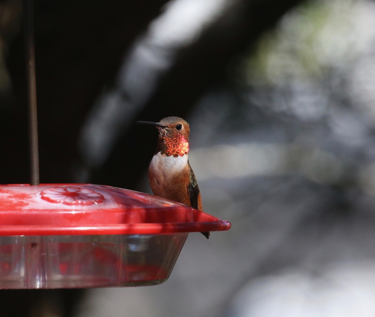 Allen's Hummingbird - ML305239661