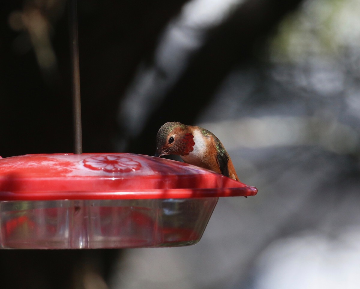 Colibrí de Allen - ML305239761