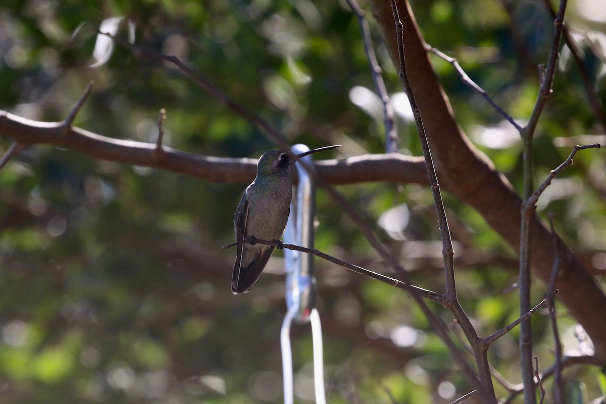 kolibřík širokozobý - ML305239911