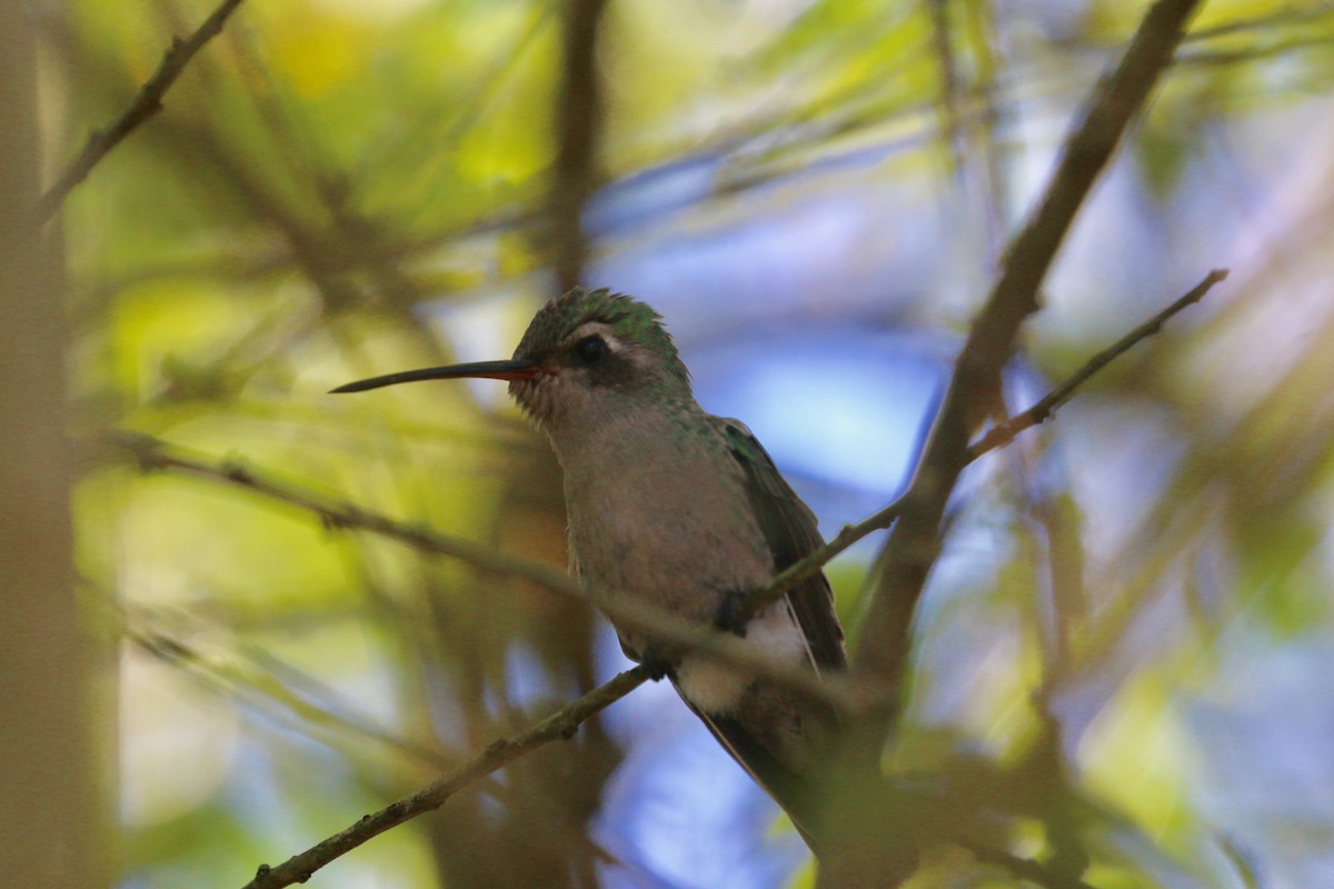 kolibřík širokozobý - ML305240081