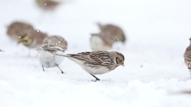 Lapland Longspur - ML305240421