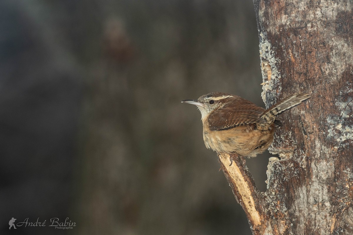Carolina Wren - ML305240971