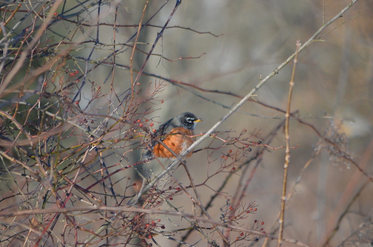 American Robin - ML305242321
