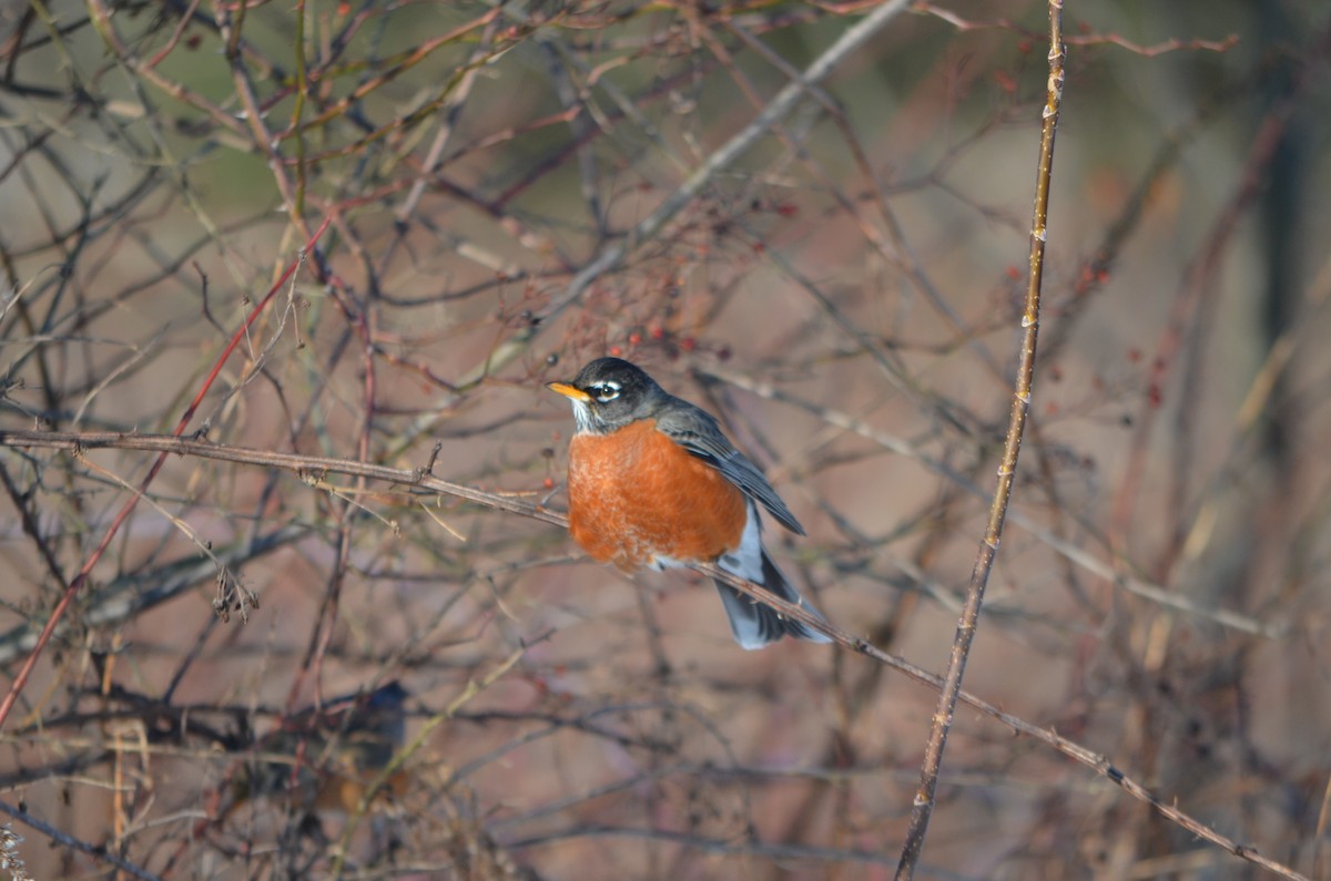 American Robin - ML305242611