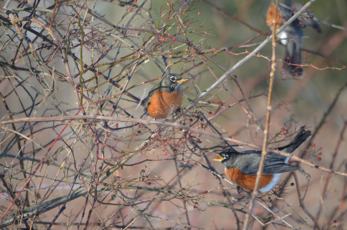 American Robin - ML305243001