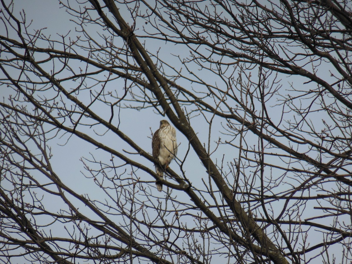 Red-tailed Hawk - ML305243261