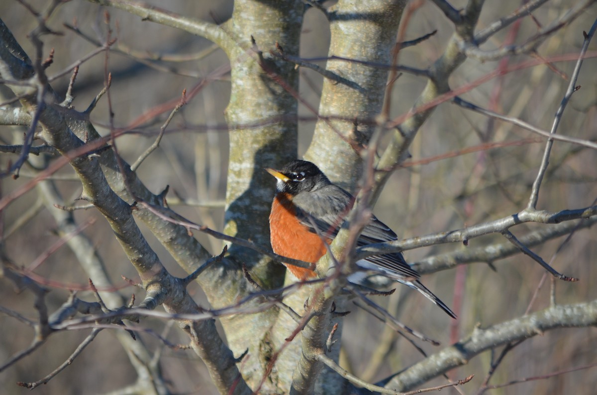 American Robin - ML305243311