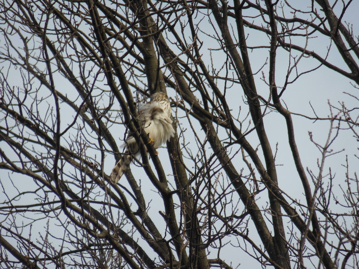 Red-tailed Hawk - ML305243441