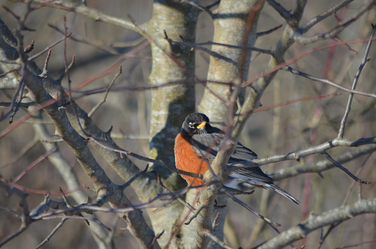 American Robin - ML305243481