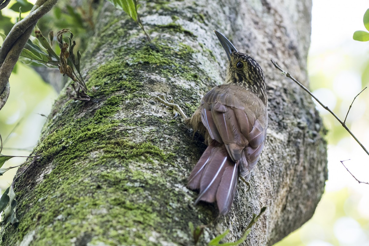 Planalto Woodcreeper - ML305245901