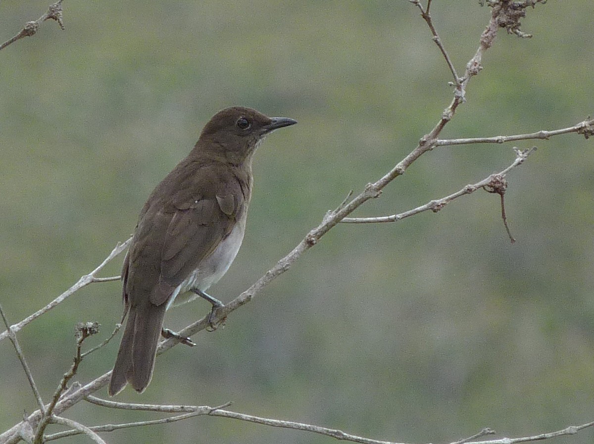 Pantepui Thrush - ML305247201