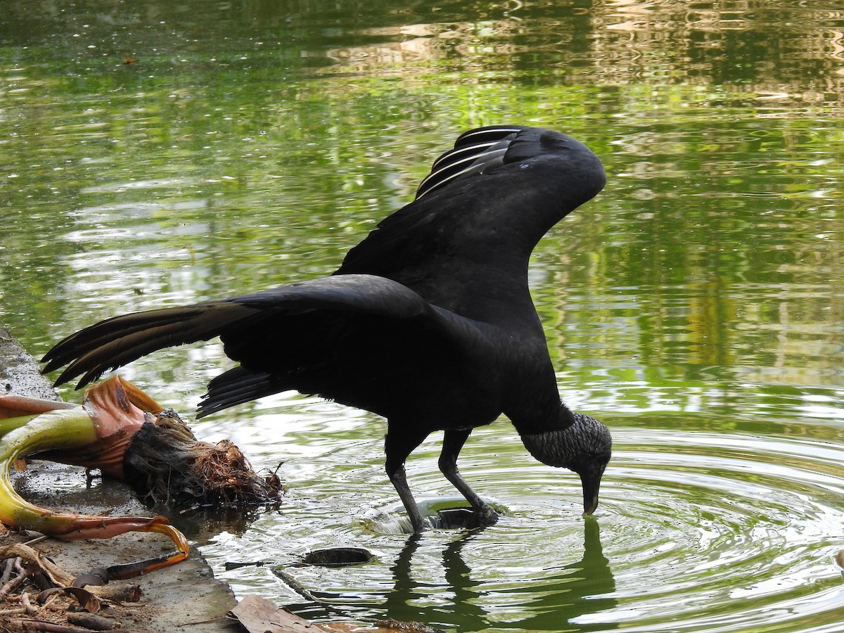 Black Vulture - Henry Ferrer Florián Delgadillo