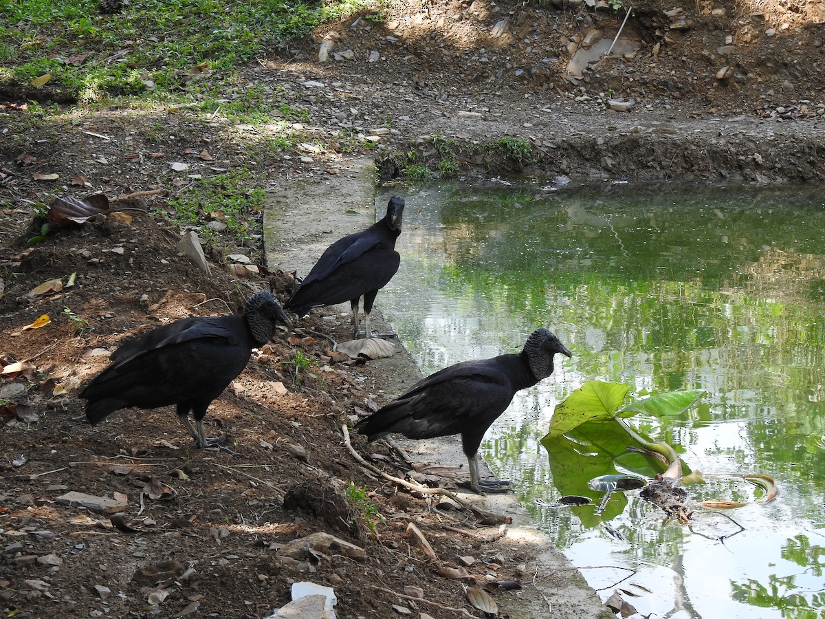 Black Vulture - Henry Ferrer Florián Delgadillo