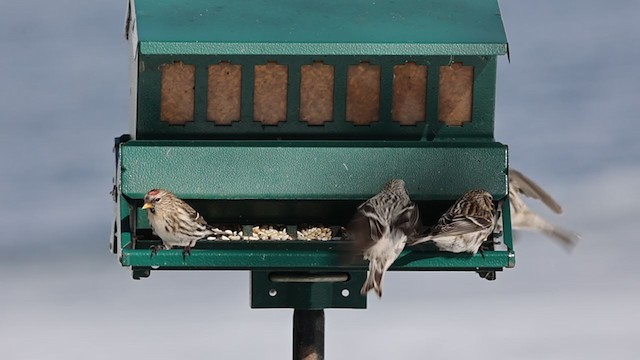 Common Redpoll (rostrata/islandica) - ML305250661