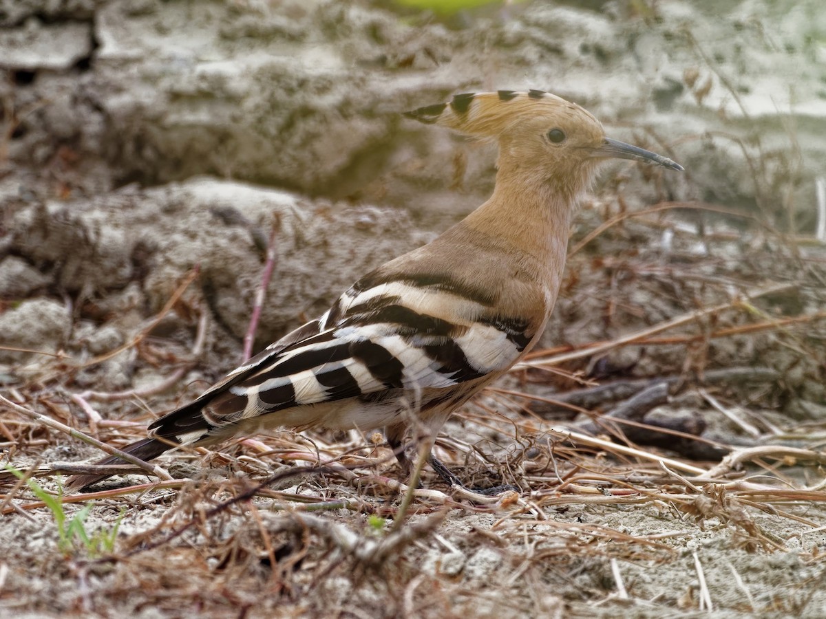 Eurasian Hoopoe - ML305251291