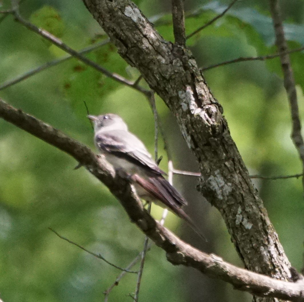 Great Crested Flycatcher - ML305251651