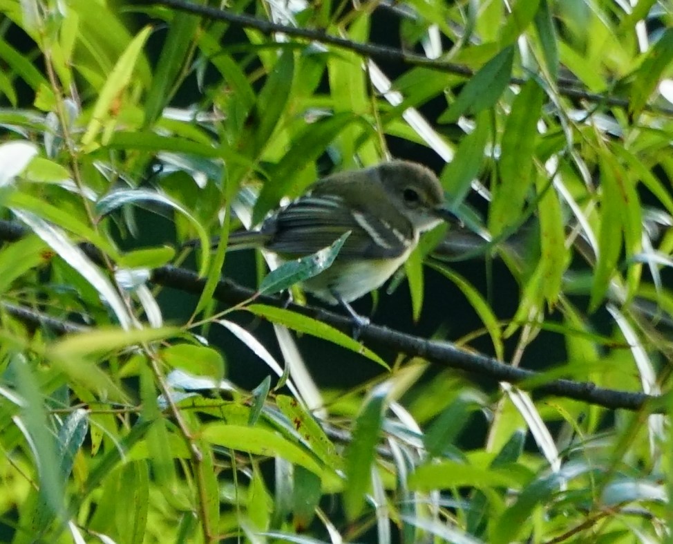 White-eyed Vireo - ML305251751