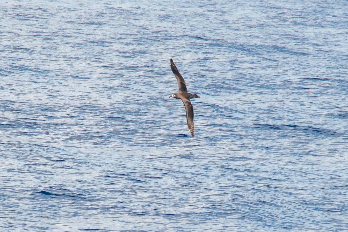 Albatros à pieds noirs - ML305254321